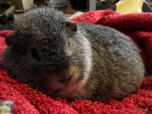 Biggles on Mam's lap