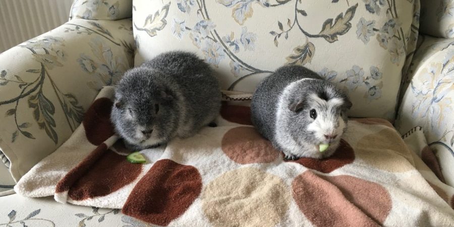 Biggles and Bertie are two