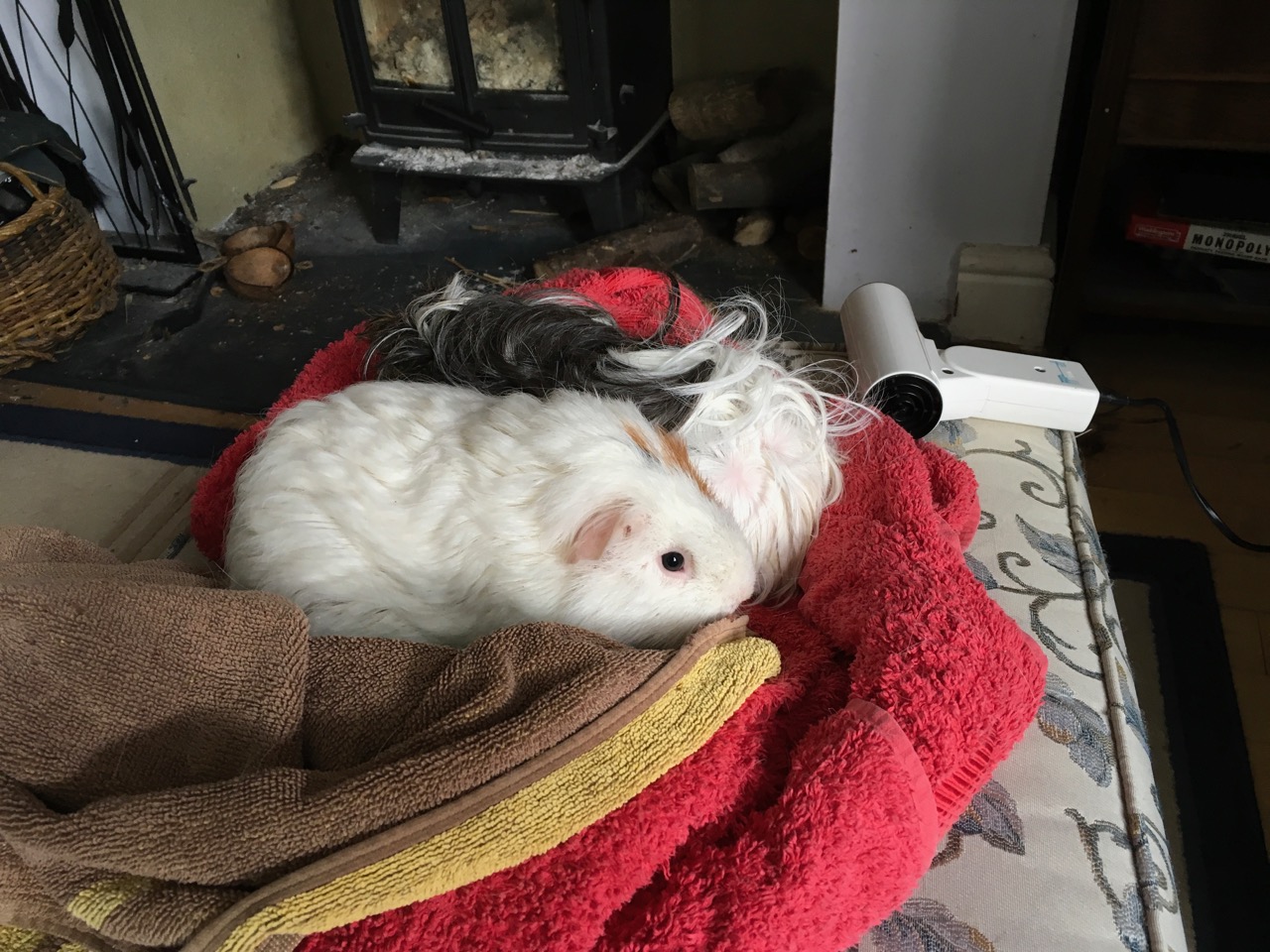 neville and roscoe have their hair dried