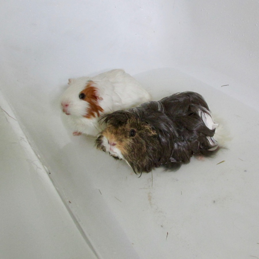 roscoe and Neville in the bath