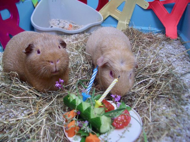 George Fred lavender cucumber birthday