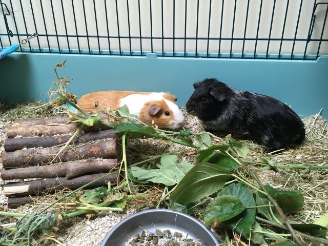foster rescue pigs Fire and Eclipse