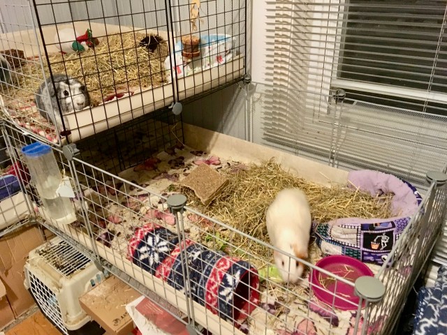 Bertie and Roscoe cross places