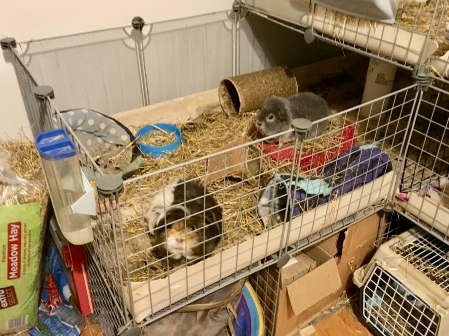 Neville and Biggles eXchanged