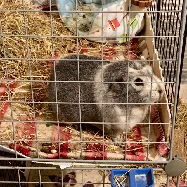 Bertie crossed to the top run