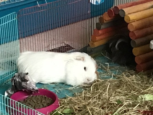 Roscoe rests after his run