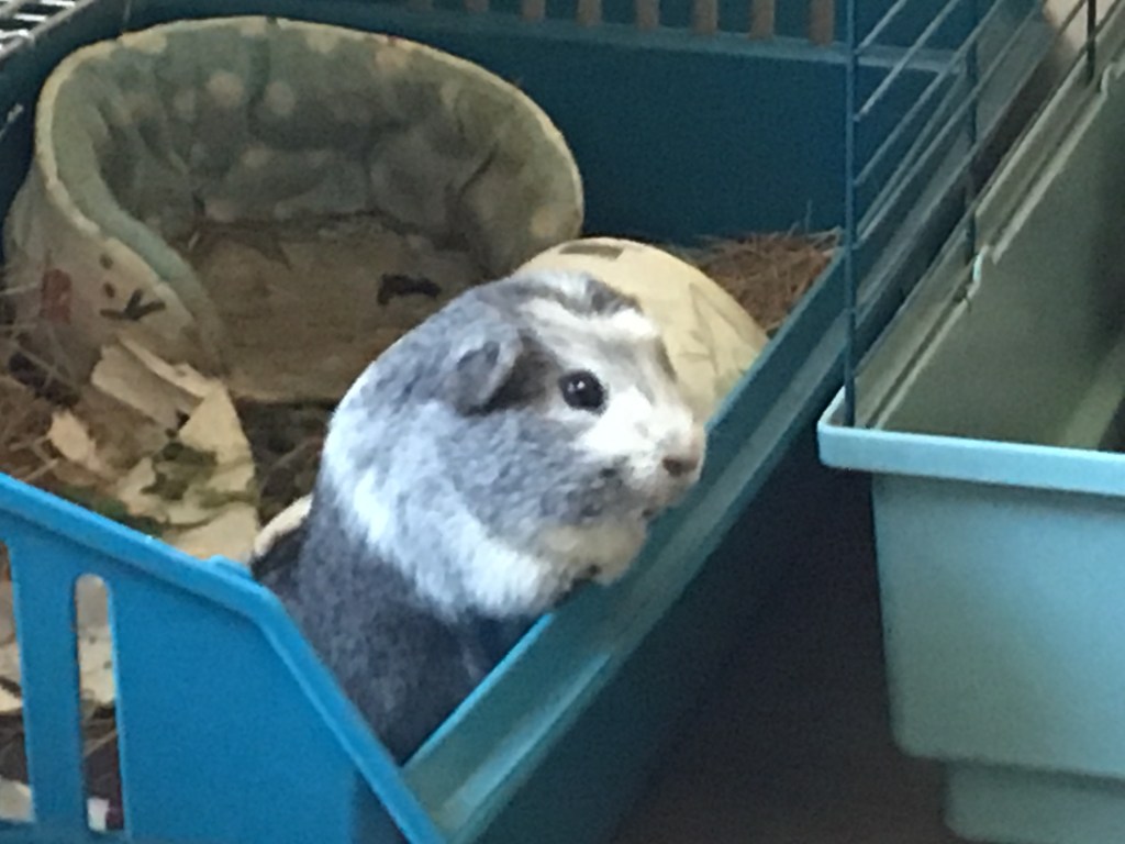 Bertie prepares to jump