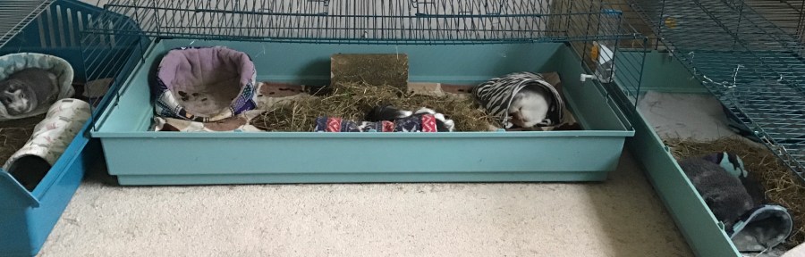 four sleepy boys