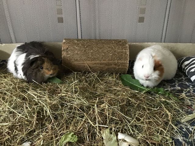 Neville and Roscoe post-bath