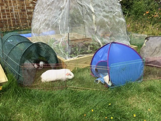 Run around the vegetables