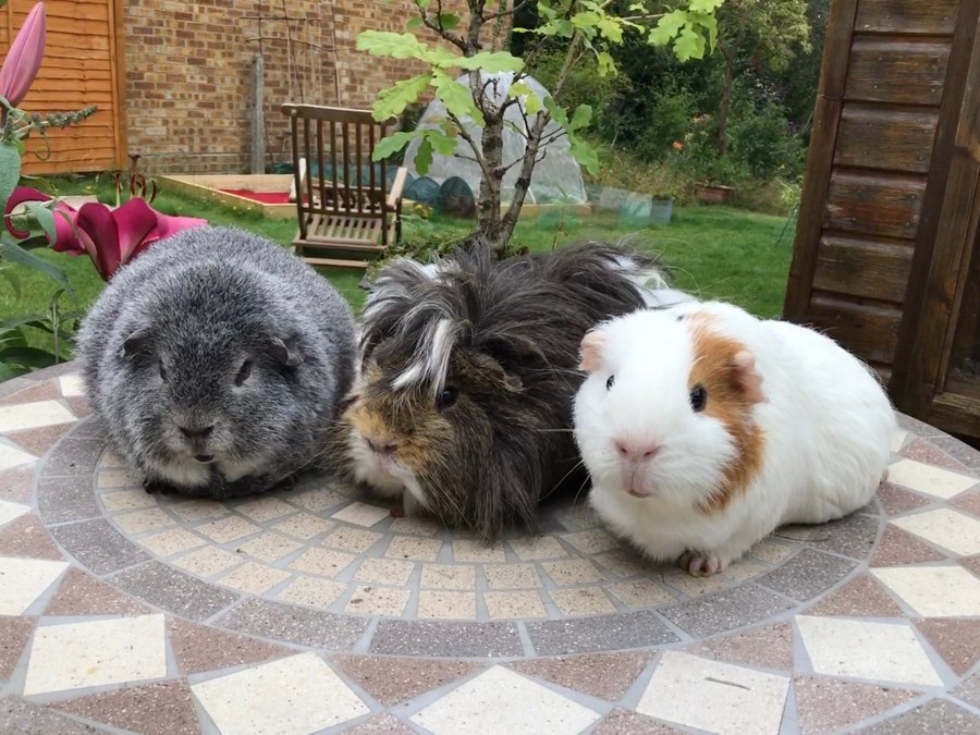 Biggles, Neville and Roscoe