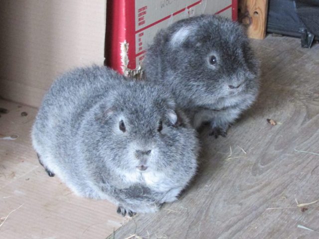 Biggles and Locksley March 21