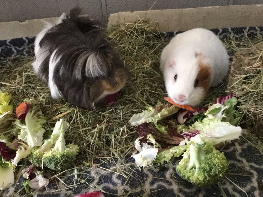 Nev and me (and the bald spot on my nose)