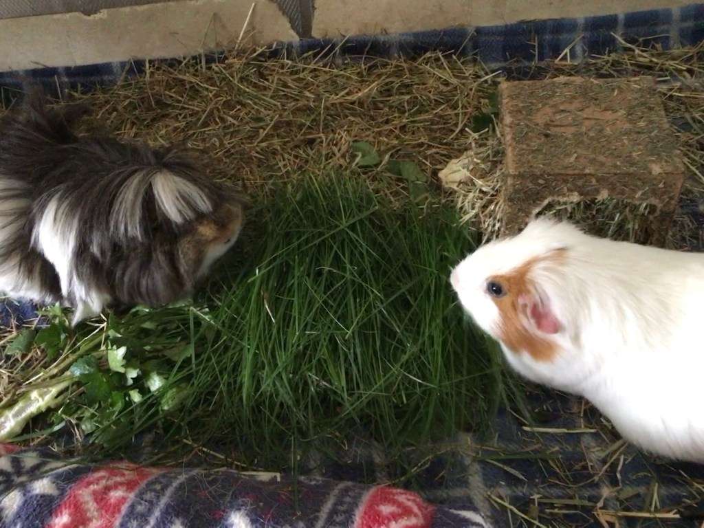 Neville and Roscoe have grass