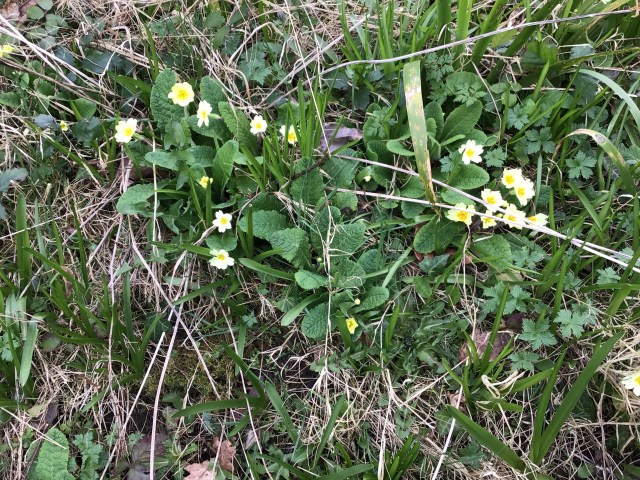 Primroses