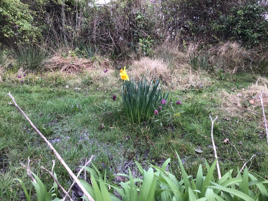Flowers at bottom of garden with water