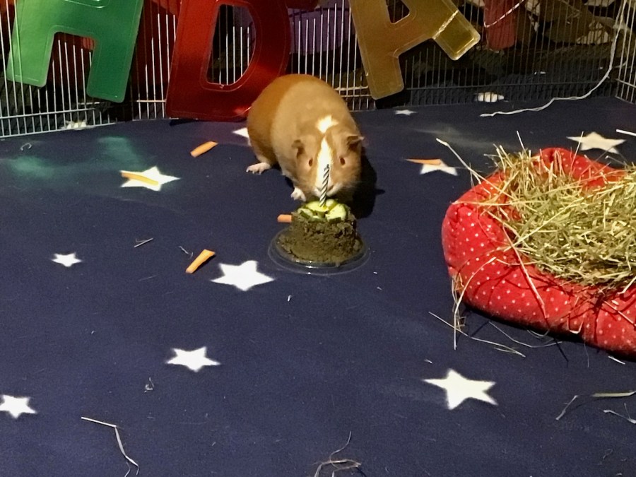 Pippin's first birthday