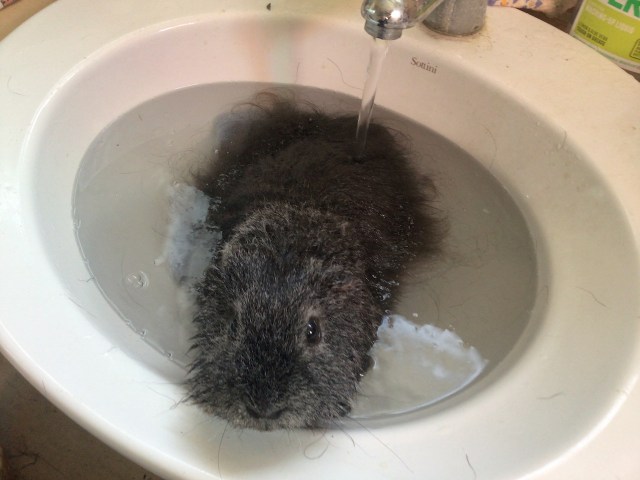 Locksley has a bath