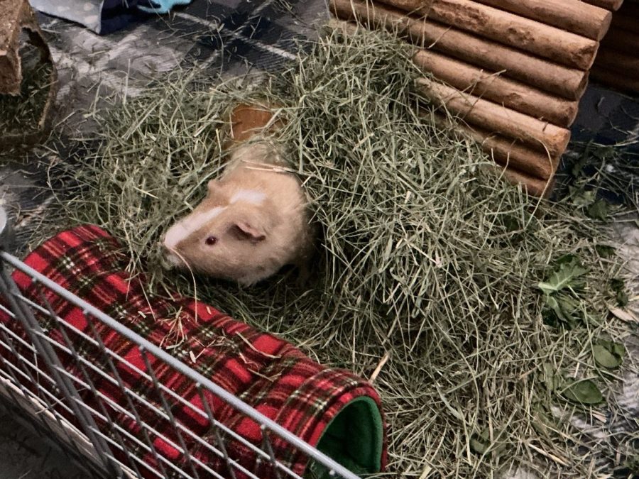 Pippin in the hay
