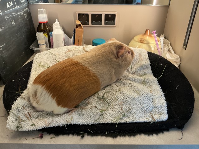 Pippin in the new prep area