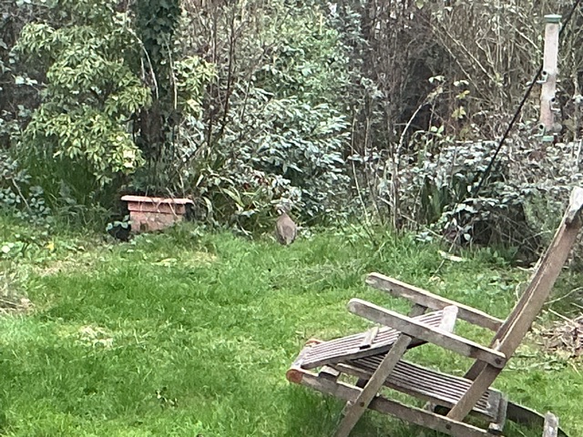 Partridge in the garden