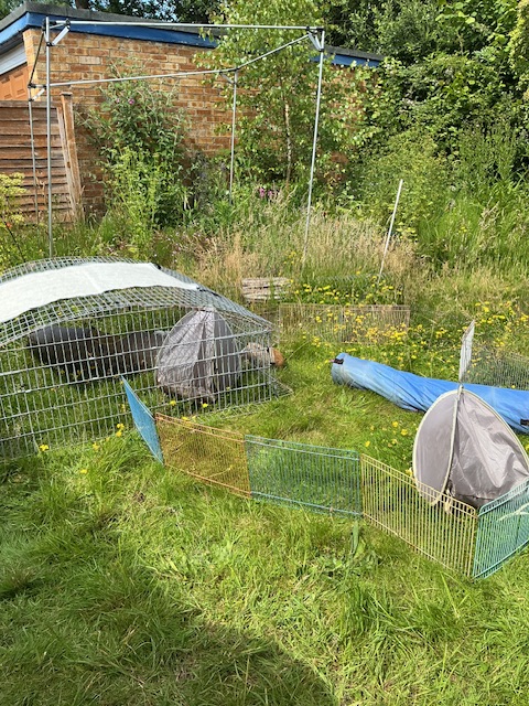 Boys in the garden Thursday
